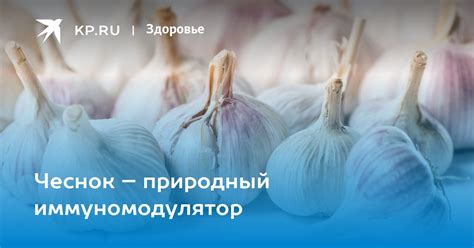 Чеснок: природный продукт, способствующий синтезу прогестерона