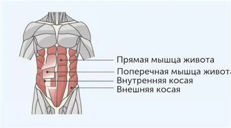 Что делает развитие мышц пресса полезным для общего физического состояния