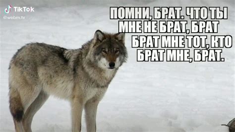 Что можно давать первым