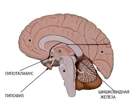 Что представляет собой гипофиз