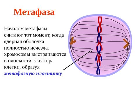 Что происходит во время изучения электроэнцефалограммы?