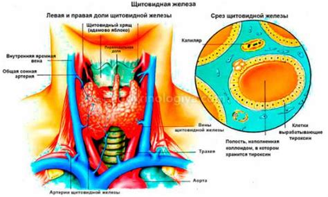 Что такое гетерогенный узел щитовидной железы