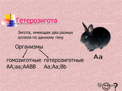 Что такое гетерозигота и гомозигота?