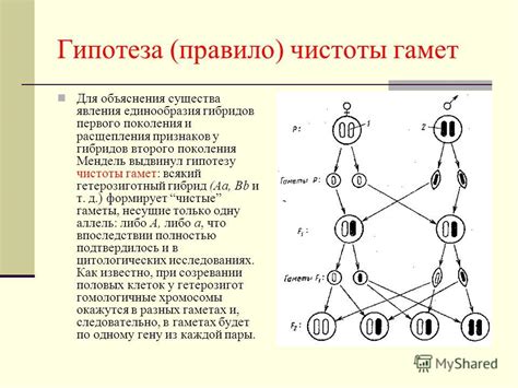 Что такое гипотеза чистоты гамет?