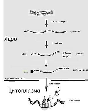 Что такое ирнк