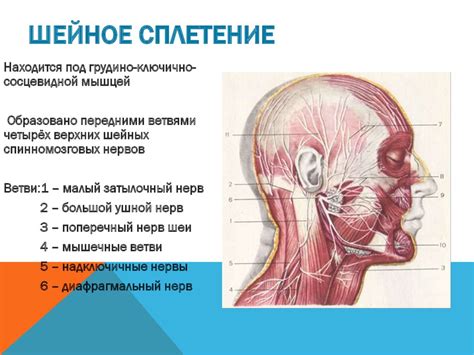 Чувствительные области на голове и в области шеи