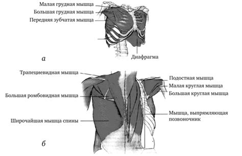 Шаги предельно простой самооценки ганглиев на верхней части туловища