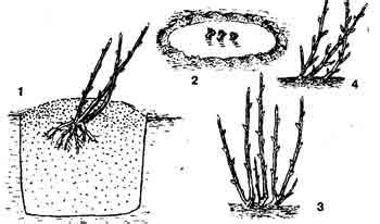 Шаг 2: Правильное транспортирование побегов кустов черной смородины в зимний период