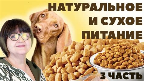 Шестая неделя: полноценное питание сухим кормом