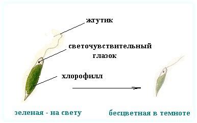 Эвглена: удивительное существо микромира