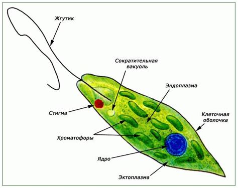 Эвглена в экосистемах: воздействие светочувствительности на поведение