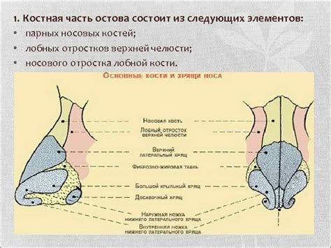 Эволюционные аспекты присутствия волосков в носовых проходах