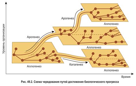 Эволюция в ходе прогресса