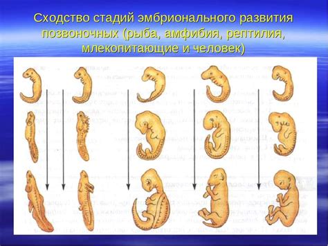 Эволюция гермафродитов: гипотезы и теории