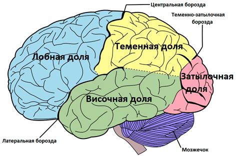 Эволюция мозга: путь к возникновению разума и интеллекта у современного человека