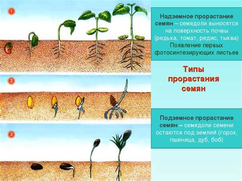 Эксперименты и исследования отборных семян для выращивания продуктивных растений из гибридных огурцов