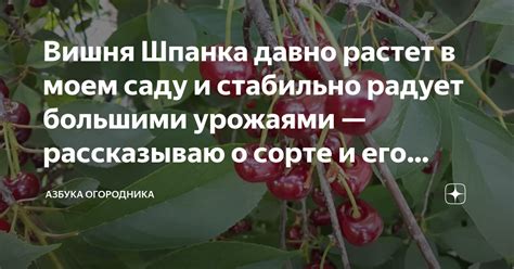 Элементы внешнего облика яблока, свидетельствующие о его сорте