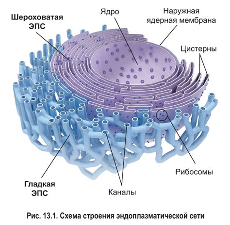 Эндоплазматическая сеть: интрацитоплазматическая транспортная система