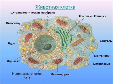 Эндоплазматическая сеть: система обработки и транспорта веществ