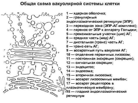 Эндоплазматическое ретикулум: транспортные пути для протеинов