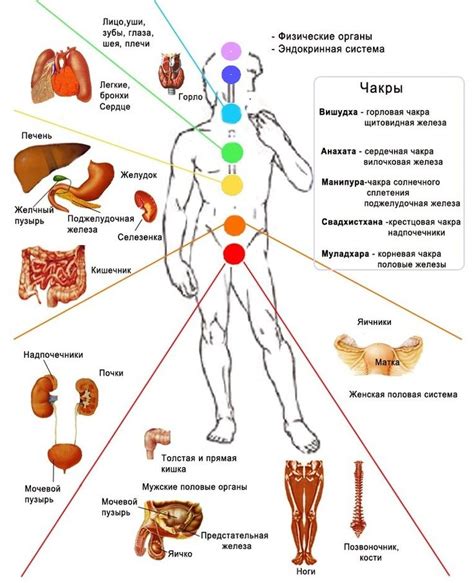 Энергетические центры человека и их уникальное разнообразие