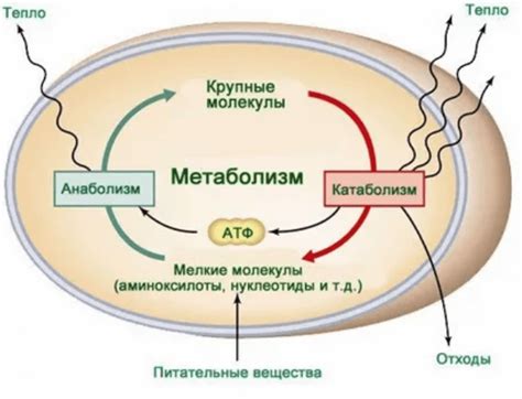 Энергетический метаболизм и его важность для жизнедеятельности клеток