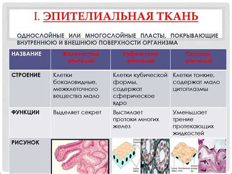 Эпителиальные ткани: стражи и защитники организма