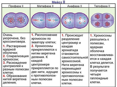 Эссенция и этапы мейоза