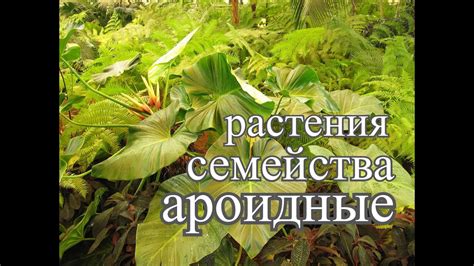 Этапы для правильного устранения воздушных стеблей у растения семейства Ароидные