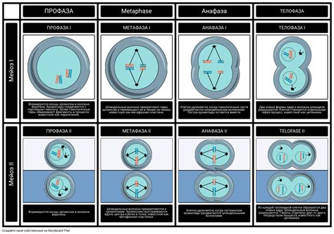 Этапы мейоза: от предварительной подготовки до генетического разделения