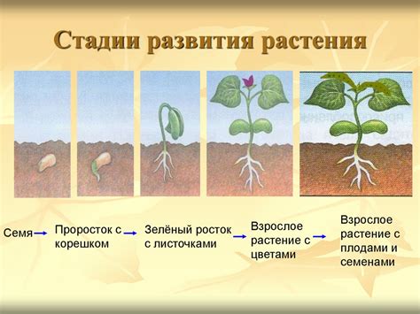 Этапы развития цветочного соцветия: от формирования бутона до образования плода