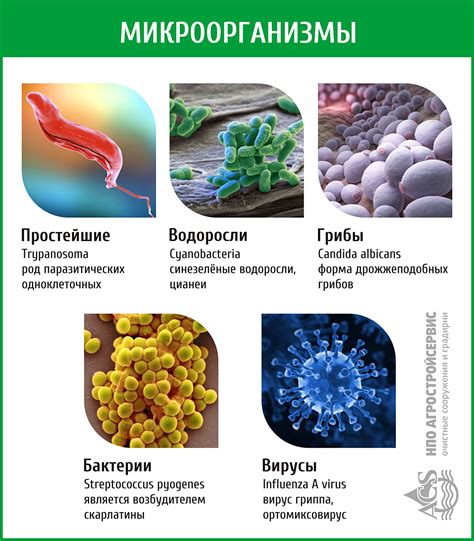 Этап биологической очистки: жизнь и активность микроорганизмов