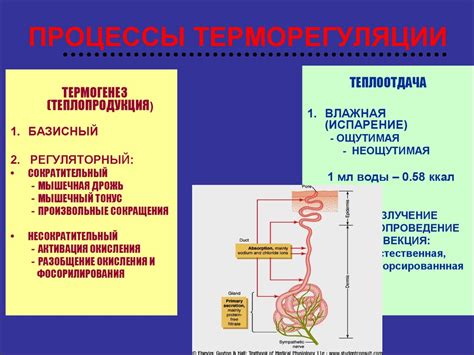 Этап процесса роста и накопления энергии