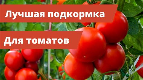 Эффективное сбалансированное питание улиток: роль помидоров