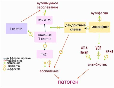 Эффекты на иммунную систему: что предпочесть?