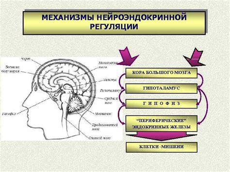 Ядерные колебания и их значимость для клеточной активности