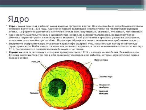 Ядро: важнейшая точка функционирования отдельных белков