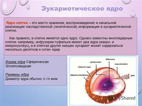 Ядроложе: ученые исследуют местонахождение ядра в клетке