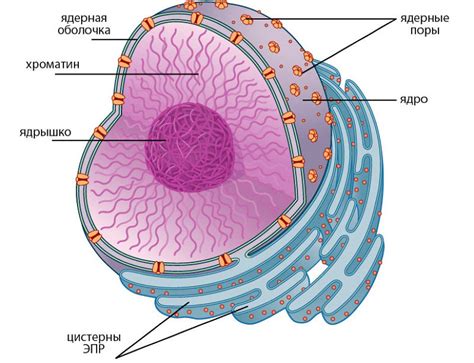 Ядро клетки: центр накопления генетического кода