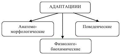  Адаптация растений к условиям окружающей среды: дыхание и его механизмы 