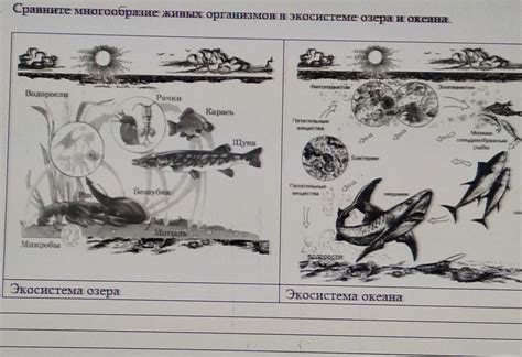  Биологическая уникальность Озера Байкал: удивительное многообразие живых организмов и экосистем