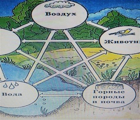  Взаимосвязь природных экосистем: основной метод исследования
