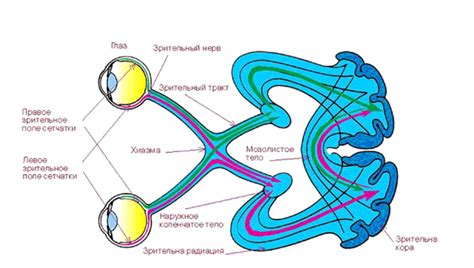  Визуальные пути в организме: путешествие образов от глаз к мозгу