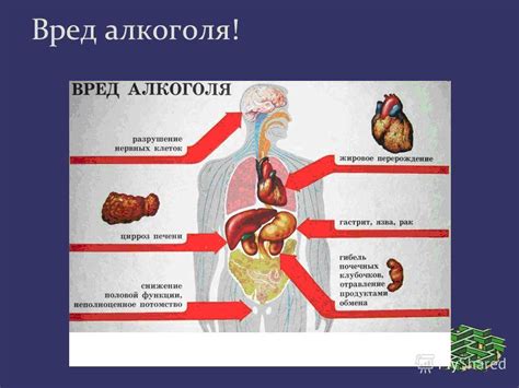  Влияние бурого риса на организм и метаболизм 