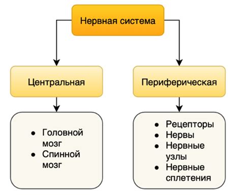  Влияние нервной системы на основные функции организма 