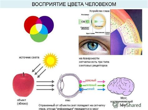  Влияние перевода на восприятие информации 