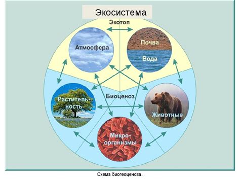  Влияние природы и экосистемы на крупнейшую водную артерию
