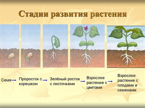  Влияние споранциальных структур и спор на развитие и выживание растения 