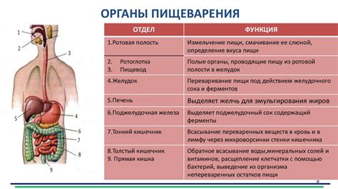  Влияние ферментов в йогурте на процесс пищеварения 