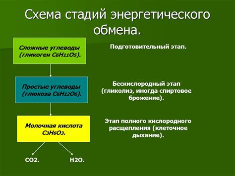  Влияние фосфорных соединений на обмен веществ и энергетический обмен в организме человека 